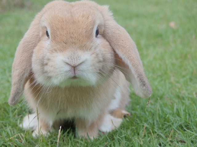 mini lop bunnies for sale