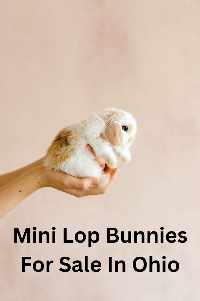 mini lop bunnies for sale in ohio