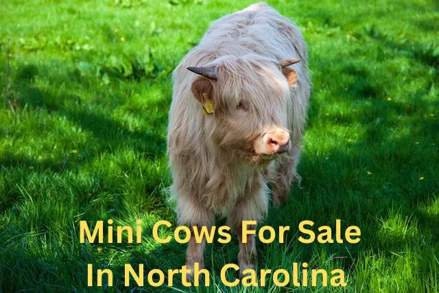 mini cows for sale in north carolina