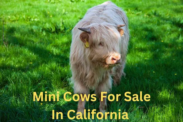 mini cows for sale in california