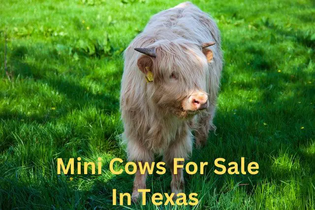 mini cows for sale in Texas