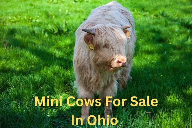 mini cows for sale in ohio