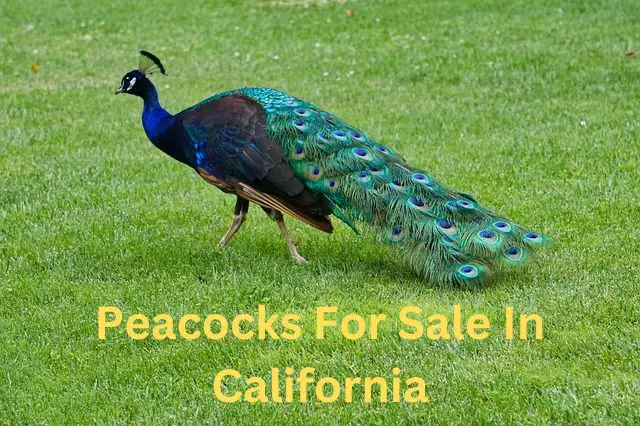 peacocks for sale in california