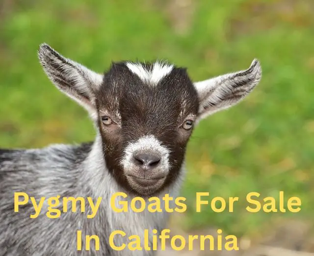 pygmy goats for sale in california