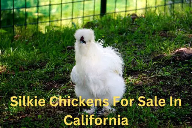 silkie chickens for sale in california