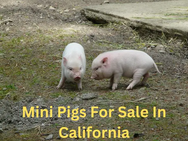 mini pigs for sale in california