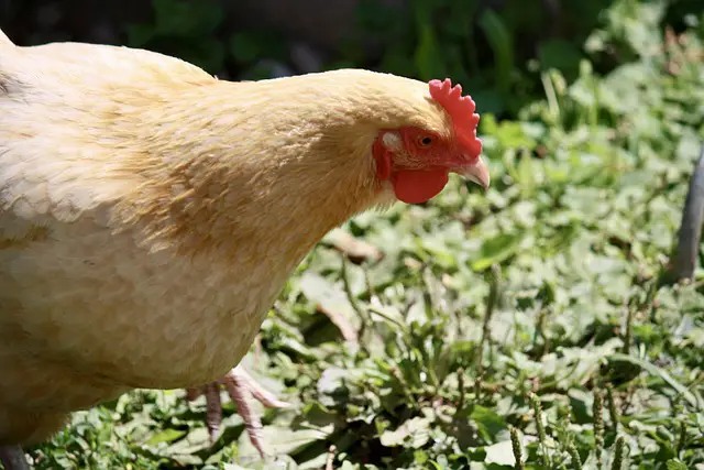 what bugs do chickens eat
