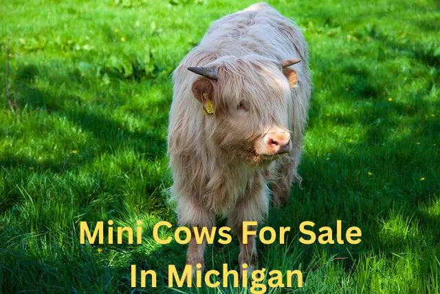 mini cows for sale in michigan