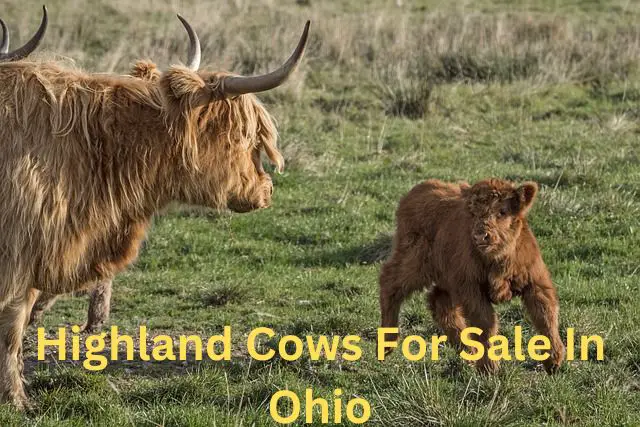 highland cows for sale in ohio